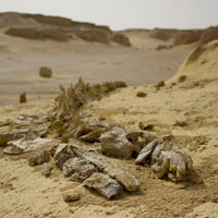 Wadi El Hitan - Egypt Tours Portal (PT)