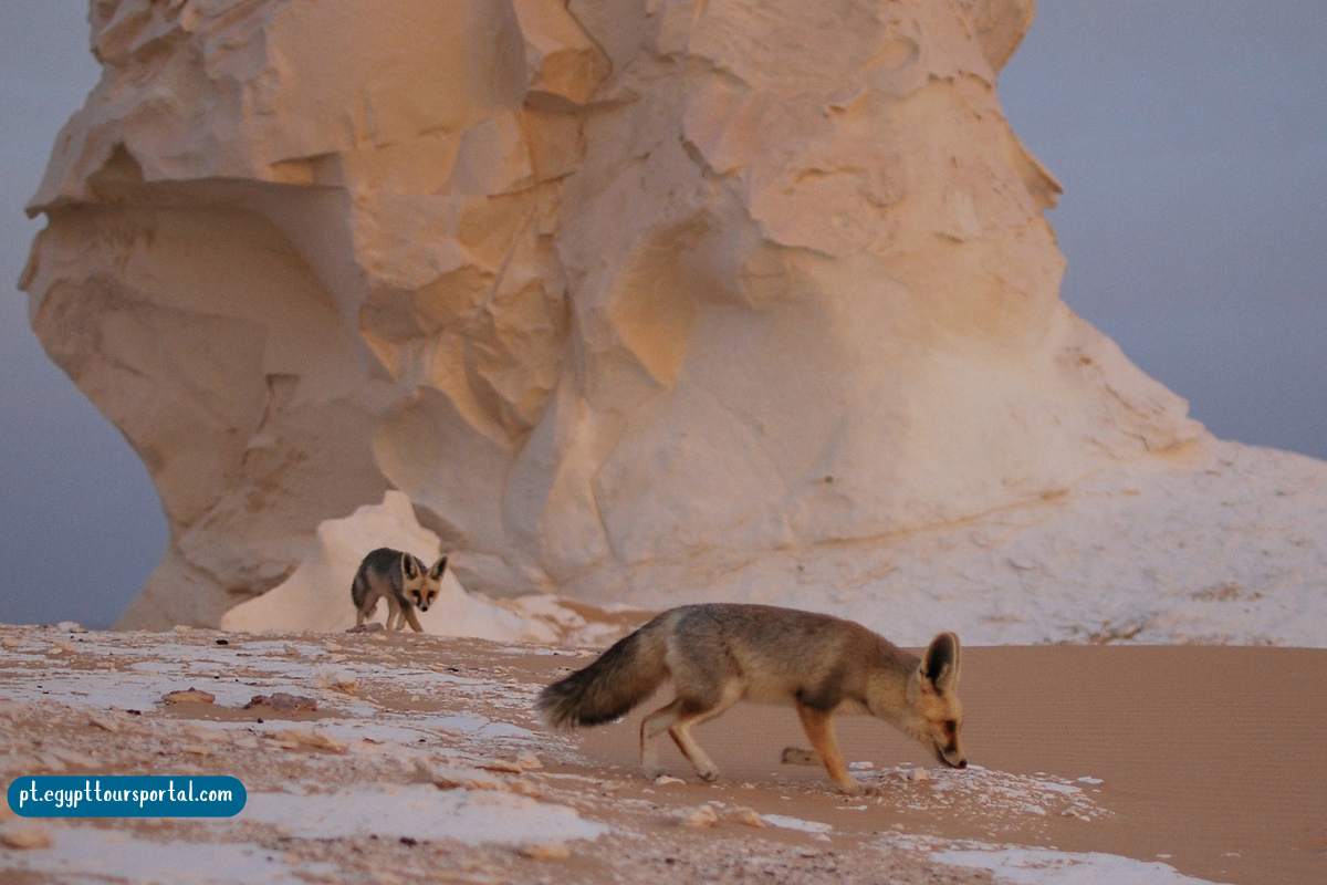 S vida selvagem no Deserto Branco - Egypt Tours Portal