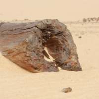 Floresta Petrificada icon - Egypt Tours Portal