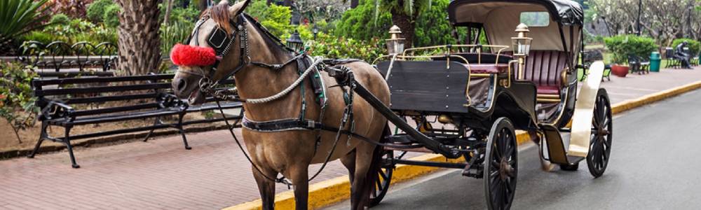 Carroça De Cavalo - Egypt Tours Portal